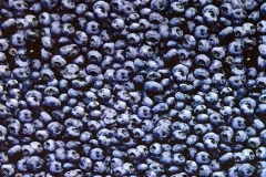 Blueberry Photo